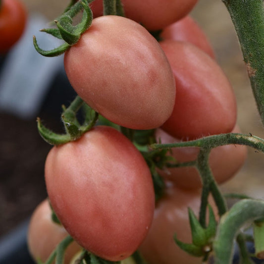 Roma Pink Tomato