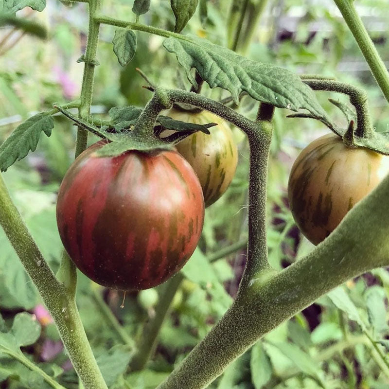 Black Vernisag  Tomato