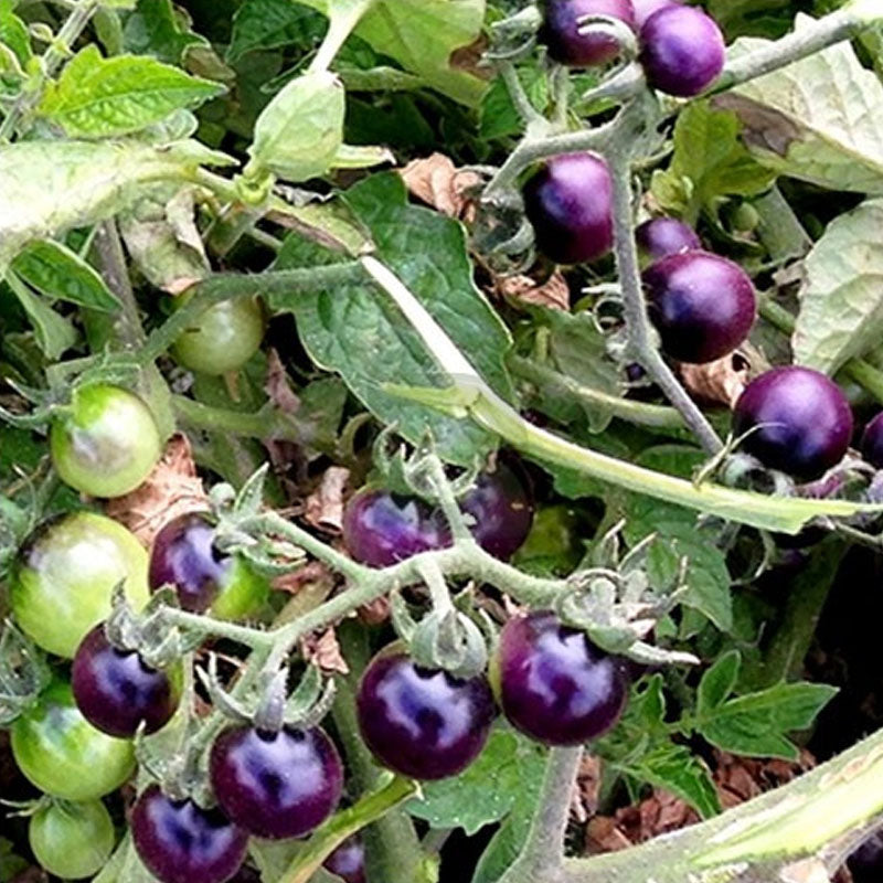 Blue Berry Tomato