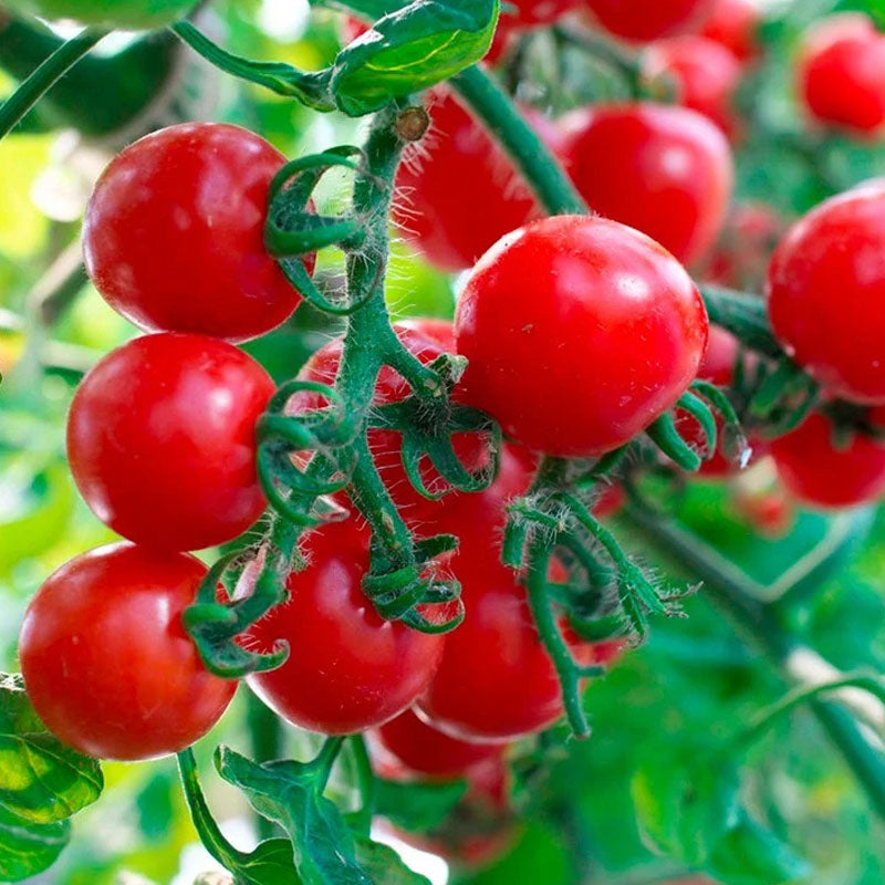 Red Shade Berry Tomato