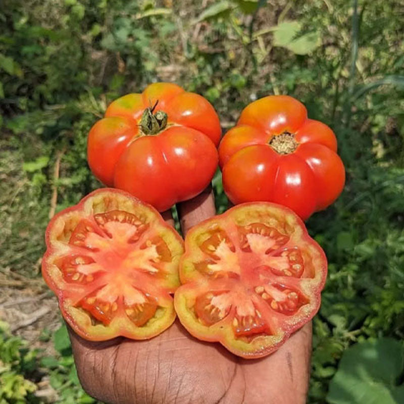 Polur Vari Tomato