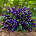Purple Kanthari