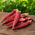 Red Okra