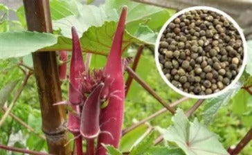 Red Okra Seed