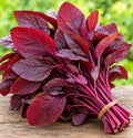 Red Palak Seed