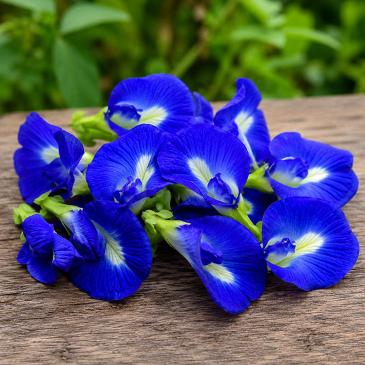 Sangu Poo – Butterfly Blue Pea Flower