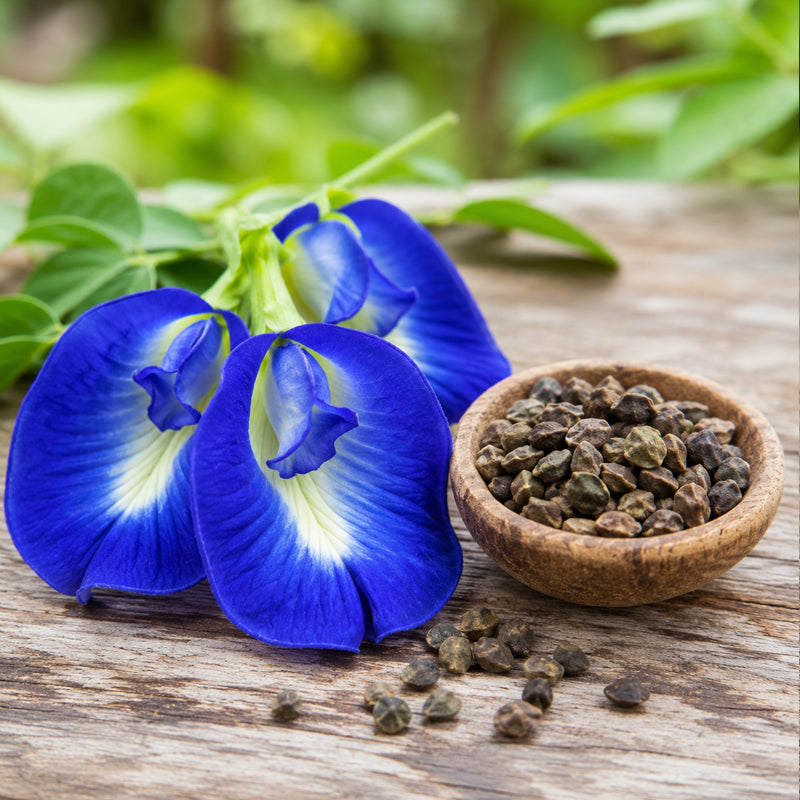 Sangu Poo – Butterfly Blue Pea Flower