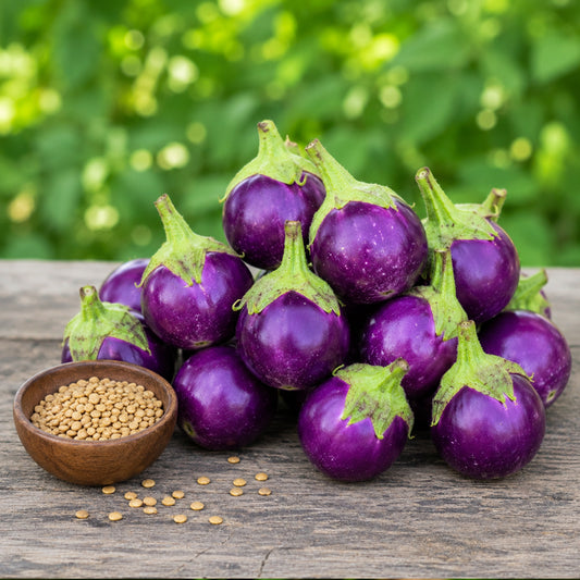Thorn Brinjal – Elavambadi Mull Kathri