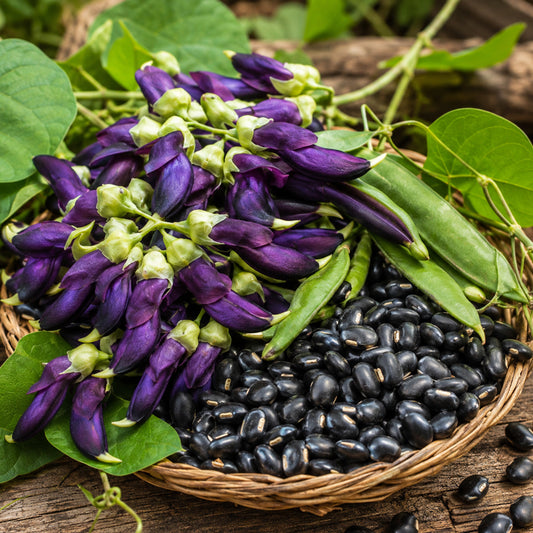 Velvet Beans – Poonaikali