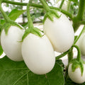 White Brinjal