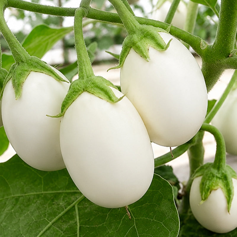 White Brinjal