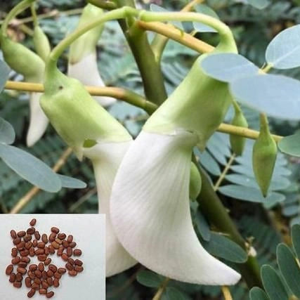 White Agathi Keerai Seed
