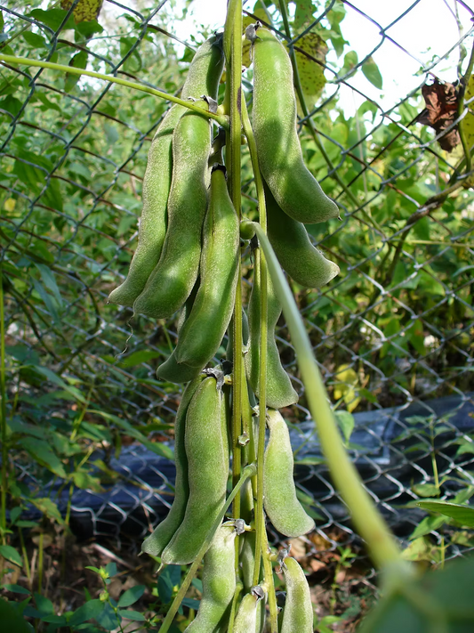 White Velvet Beans