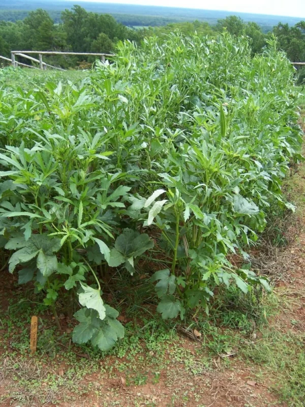 Coffee Okra Seed