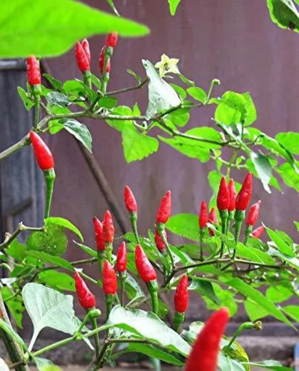 Kanthari Milagai (Chilli) Seed