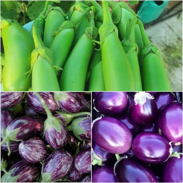 Limited Stock - Multi variant Brinjal Seeds