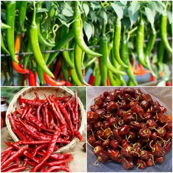 Limited Stock - Multi Variant Chilli Seeds