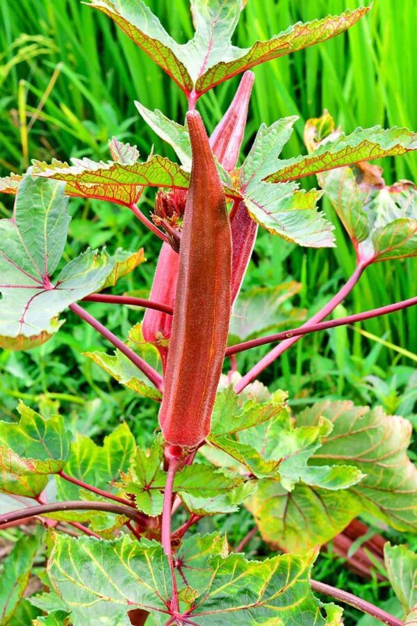 Red Ladies Finger Seed