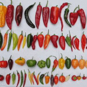 Limited Stock – 4 Variant Chilli Seeds