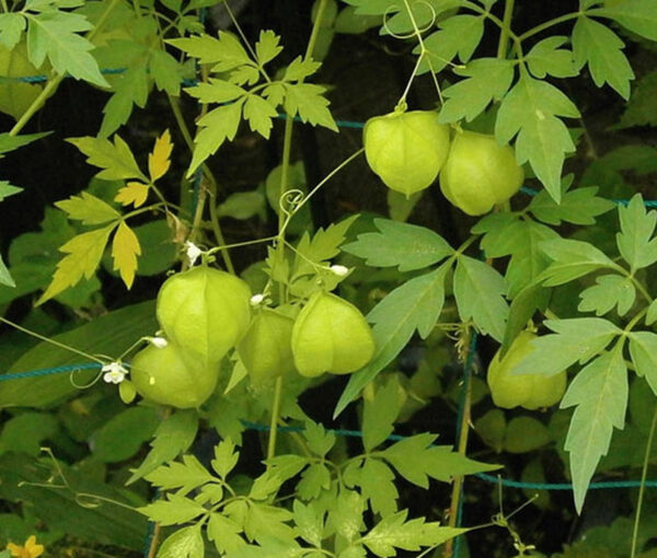 Mudakkathan Keerai Seed