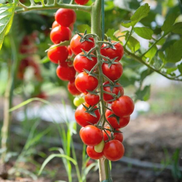 Red Cherry Tomato