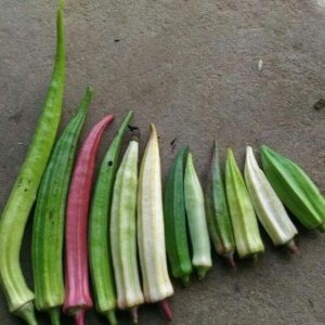 Limited Stock – 4 Variant Ladies Finger Seed (OKRA)