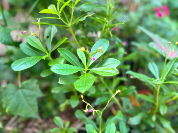 Pasalai keerai stem cutting