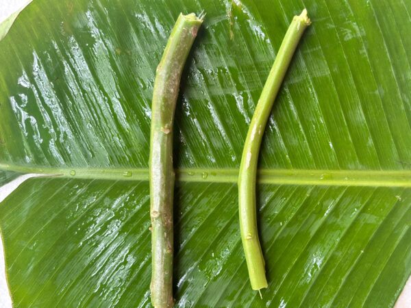 Pasalai keerai stem cutting - Image 2