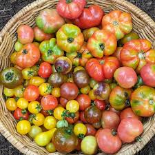 Limited Stock – 4 Variant Tomato Seeds