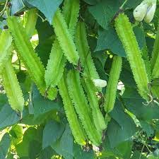 Siragu Avarai Seed