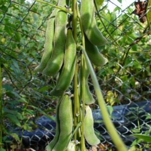 Velvet Beans (Poonaikaali) Seed