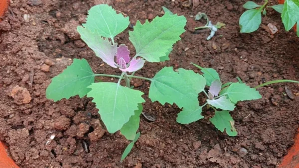 Sakkaravarthi Keerai Seed