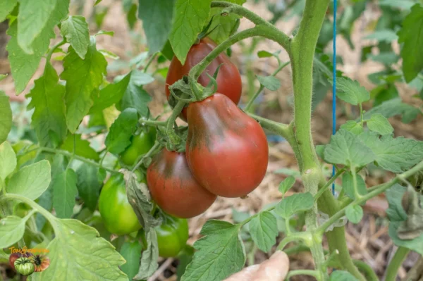 Red Jug Tomato