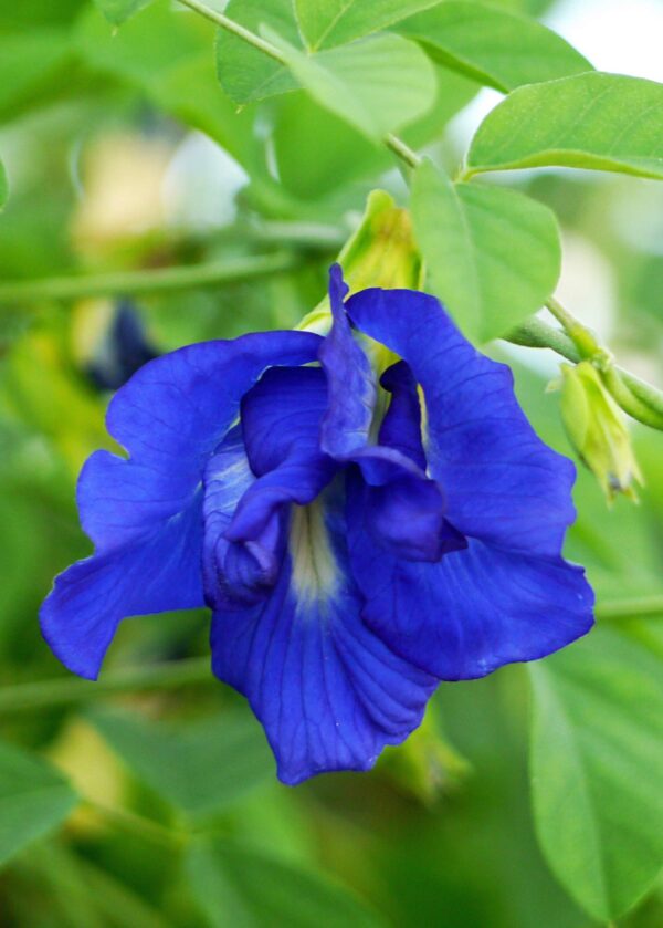 Multi Petal Blue Sangu Poo - Blue/Butterfly Pea