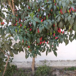 Tree Chilli