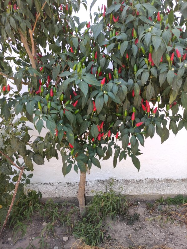 Tree Chilli