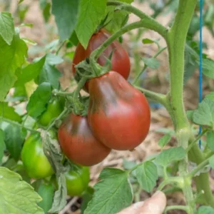 Red Jug Tomato Seeds