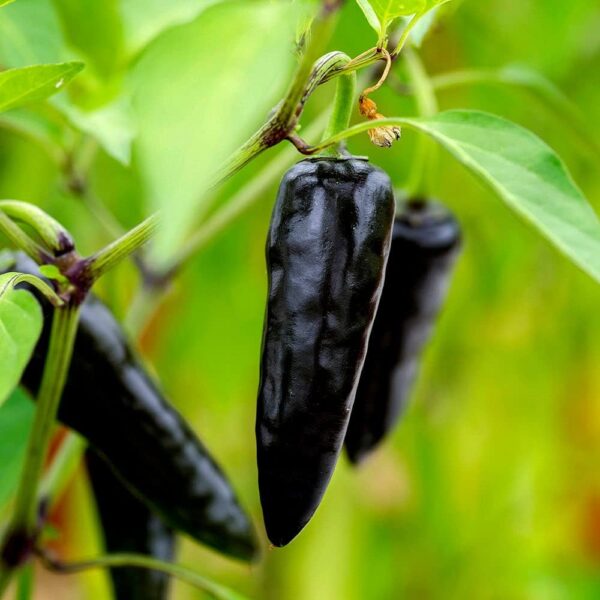 Black Chilli